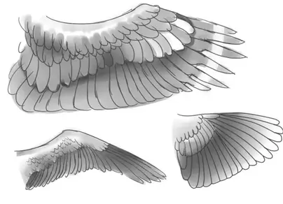 Как нарисовать крылья