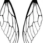 Крылья бабочки рисунок