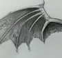 Крылья Дракона Рисунок