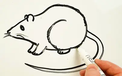 Как нарисовать крысу