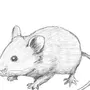 Как Нарисовать Крысу
