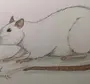 Нарисовать Крысу