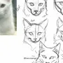 Как нарисовать лицо кота
