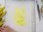 Мимоза рисунок акварелью