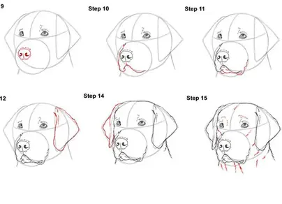 Как нарисовать лицо собаки