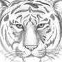 Как нарисовать морду тигра