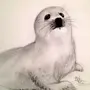 Как нарисовать морского котика