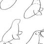 Как нарисовать морского котика
