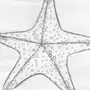 Как нарисовать морскую звезду