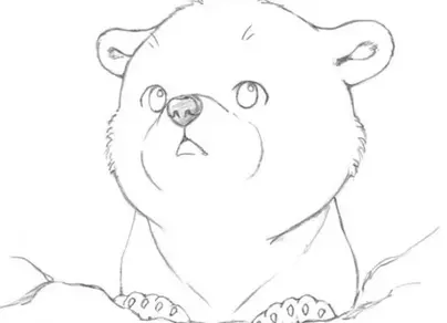Как нарисовать настоящего медведя