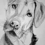 Портрет собаки карандашом
