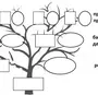 Как нарисовать родовое дерево образец