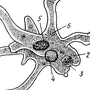 Амеба обыкновенная рисунок