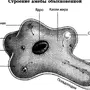 Амеба обыкновенная рисунок