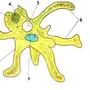 Амеба обыкновенная рисунок