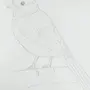 Синичка птички рисунок