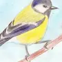 Синичка Птички Рисунок