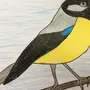 Синичка Птички Рисунок
