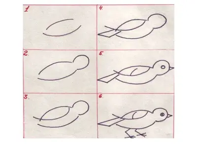 Как нарисовать скворца карандашом поэтапно для детей