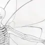 Как нарисовать скелета