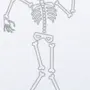 Скелет Рисунок Легкий