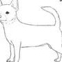 Как Нарисовать Собаку Чихуахуа