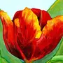 Тюльпаны рисунок красками