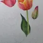 Тюльпаны рисунок гуашью