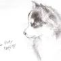 Как нарисовать собаку хаски