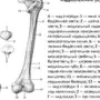 Бедро Где Находится У Человека Рисунок