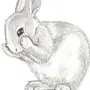Рисунок Зайца Для Срисовки