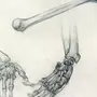 Кисть руки скелет рисунок