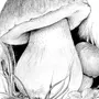 Белый гриб рисунок