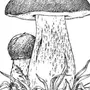 Белый гриб рисунок