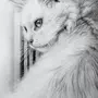 Белый кот рисунок