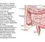 Кишечник строение у женщин рисунок анатомия