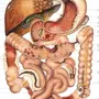 Кишечник строение у женщин рисунок анатомия