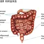 Кишечник строение у женщин рисунок анатомия