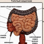 Кишечник строение у женщин рисунок анатомия