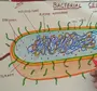 Клетка Бактерии Рисунок