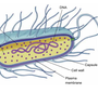 Клетка бактерии рисунок