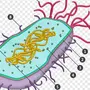Клетка бактерии рисунок