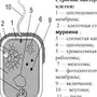 Клетка бактерии рисунок