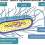 Клетка бактерии рисунок