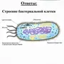 Клетка Бактерии Рисунок