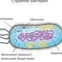 Клетка бактерии рисунок