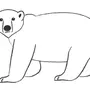 Белый медведь рисунок карандашом