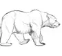 Белый Медведь Рисунок Карандашом