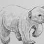 Белый Медведь Рисунок Карандашом