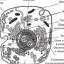 Строение Клетки Рисунок